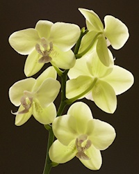 Orchid Cluster L.Niemand